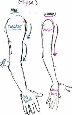 the arm and wrist muscles are labeled in blue, red, and white ink on paper