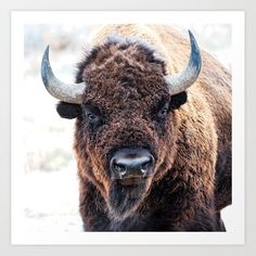 an adult bison with large horns standing in the snow