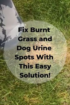 a lawn mower with the words fix burnt grass and dog urine spots with this easy solution