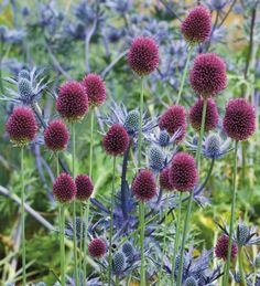 many purple flowers are growing in the grass and some blue ones have long stems on them