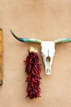 a cow skull with long horns hanging from it's side next to a dried chili