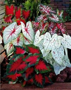 some red and white leaves are in a planter