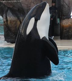 an orca whale is jumping out of the water at seaworld's aquarium