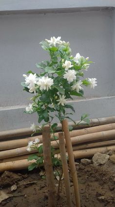 white flowers are growing out of bamboo sticks