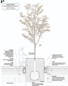 a diagram showing the various parts of a tree and its surroundings, including an area for seating