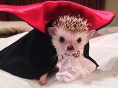 a small hedge wearing a red hat on top of a bed