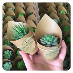 two small succulents in brown paper with labels on them