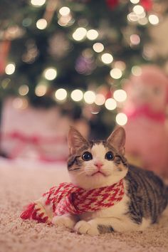 a cat laying on the floor in front of a christmas tree wearing a red and white scarf