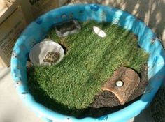 an animal in a pool made out of fake grass