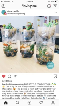 three glass vases filled with plants and rocks on top of a wooden table in front of an instagram page