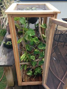 an outdoor area with some plants in cages on the ground and other items around it