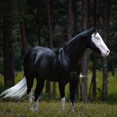 a black and white horse standing in the grass near some trees with its tail sticking out