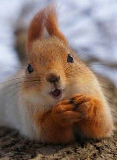 a red squirrel sitting on top of a tree trunk with its paws in the air