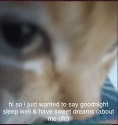 a blurry photo of a cat's face with the caption, hi so i just wanted to say goodnight sleep well & have sweet dreams about me off