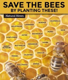 two bees sitting on top of a beehive with the words save the bees by planting