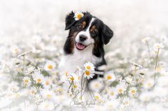 a dog is sitting in a field of daisies