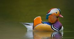 a colorful duck floating on top of a body of water