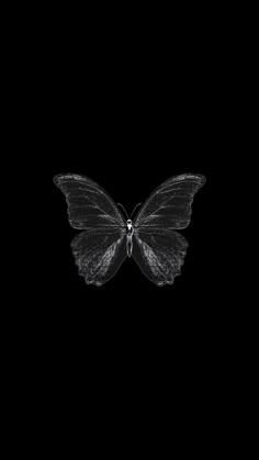 a black and white photo of a butterfly on a dark background with the wings spread out