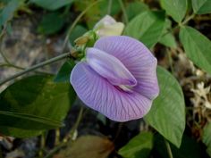 a purple flower that is blooming on the ground next to some leaves and grass