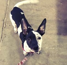 a small black and white dog standing on top of a cement floor next to a red leash