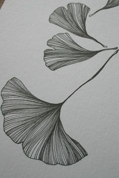 an ink drawing of two leaves on white paper