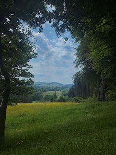 an open field with trees and yellow flowers in the foreground on a sunny day