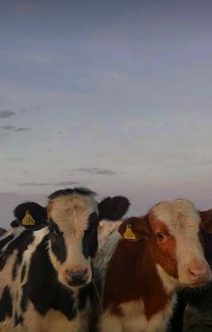 a group of cows standing next to each other on a field at sunset or dawn