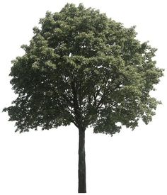 a large tree with lots of leaves on it's branches, against a white background