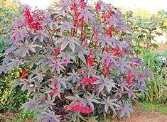 a purple bush with red flowers and green leaves