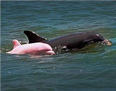 two dolphins swimming in the ocean together