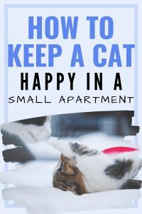 a cat laying down with the caption how to keep a cat happy in a small apartment