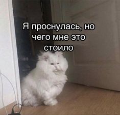 a white cat sitting on top of a wooden floor next to an open door with words written in russian