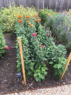 a garden with many different types of flowers growing in the ground and fenced off