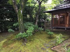 a small wooden building surrounded by trees and mossy ground in the middle of a forest