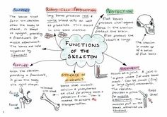 a whiteboard drawing with words and diagrams on it, including functions of the skeleton