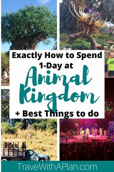 an animal kingdom and best things to do