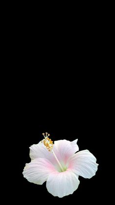 a white flower on a black background