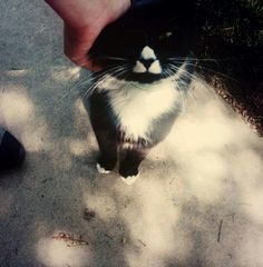 a black and white cat is being petted by someone's hand on the sidewalk