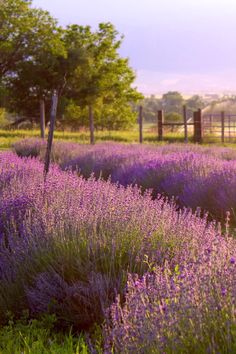 lavender flowers are growing in a field near a fence