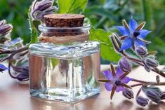 Borage Oil Homemade Kombucha, Kombucha Tea, Borage Oil, Oil Skin, Integrative Health, Oil Skin Care, Botanical Oils, Skin Benefits, Fish Oil