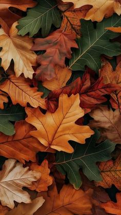 many different colored leaves laying on top of each other