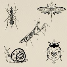 four bugs and two insects on a white background