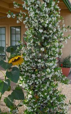 a large plant with white flowers in front of a house