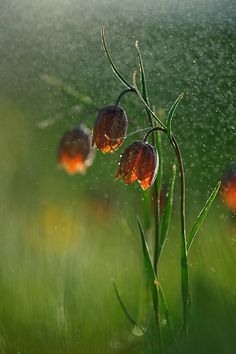 three red flowers with water droplets on them and a poem written in the bottom right corner