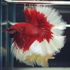 a red and white siamese fish in an aquarium