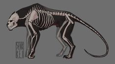 an animal skeleton is shown on a gray background with the caption's name