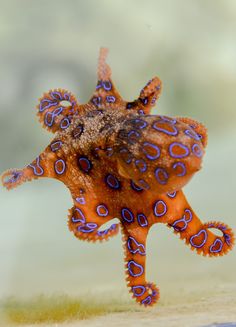 an octopus has three hearts on it's back and is jumping in the air