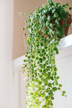 a potted plant with green leaves hanging from it's side