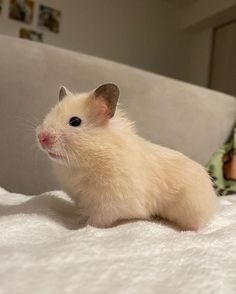 a small white hamster sitting on top of a bed