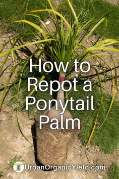 a potted plant with the words how to reppot a ponytailtail palm on it